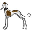whippet