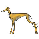 greyhound