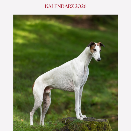 Kalendarz CHARTY 2026