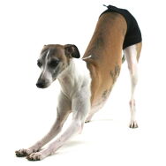 Majtki dla charta zielony melanż - 6