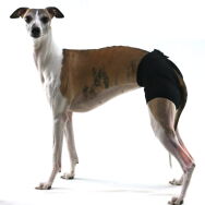 Majtki dla charta zielony melanż - 5