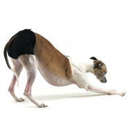 Majtki dla charta zielony melanż - 7