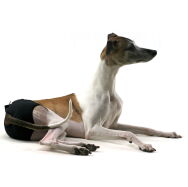 Majtki dla charta zielony melanż - 8